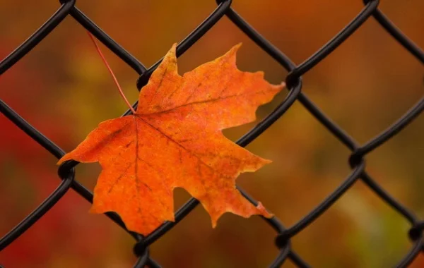 Шедевр на блюдечке